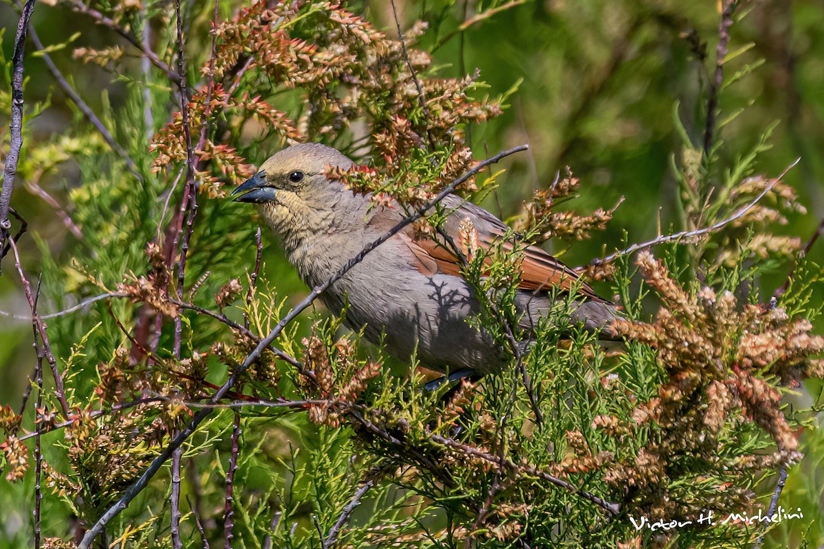Grayish Baywing - ML645443475