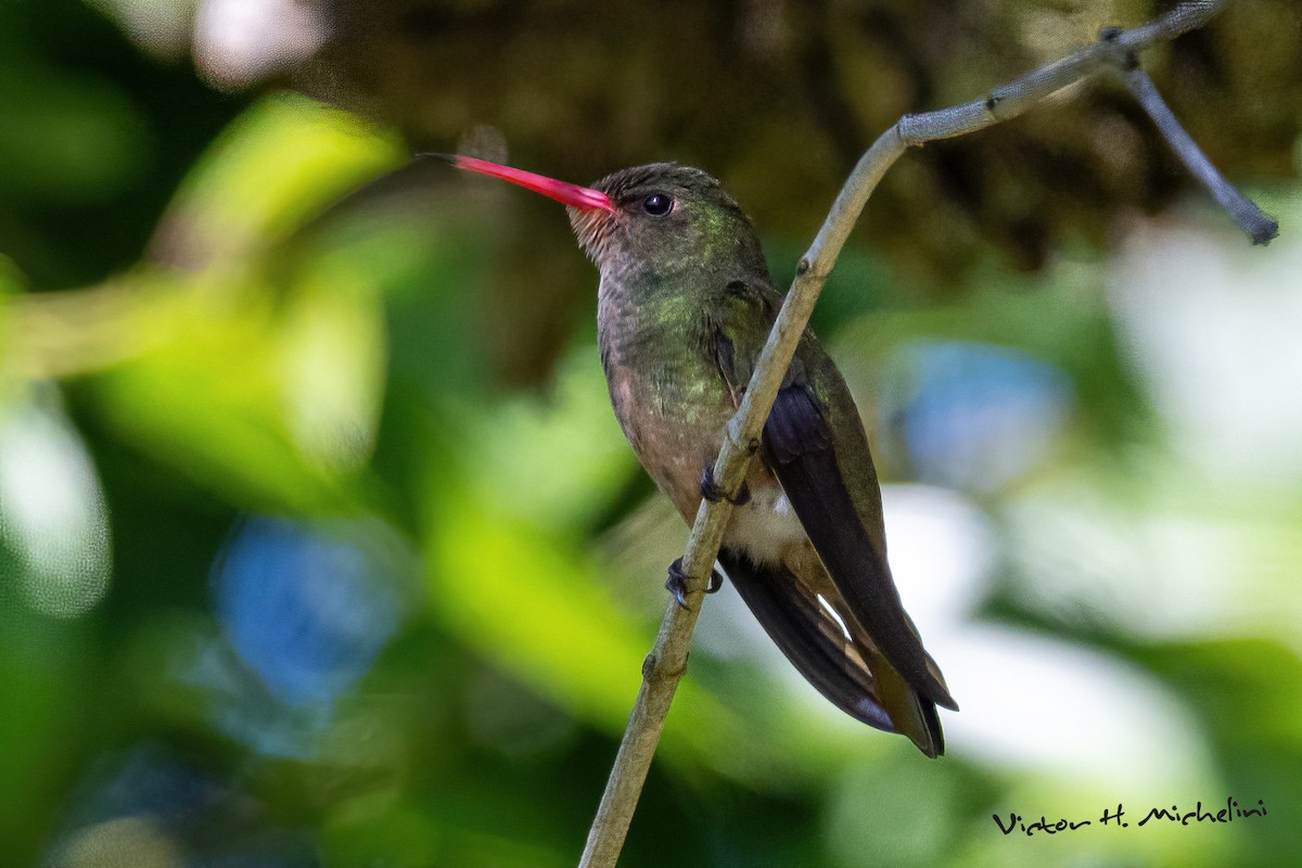Gilded Hummingbird - ML645443484