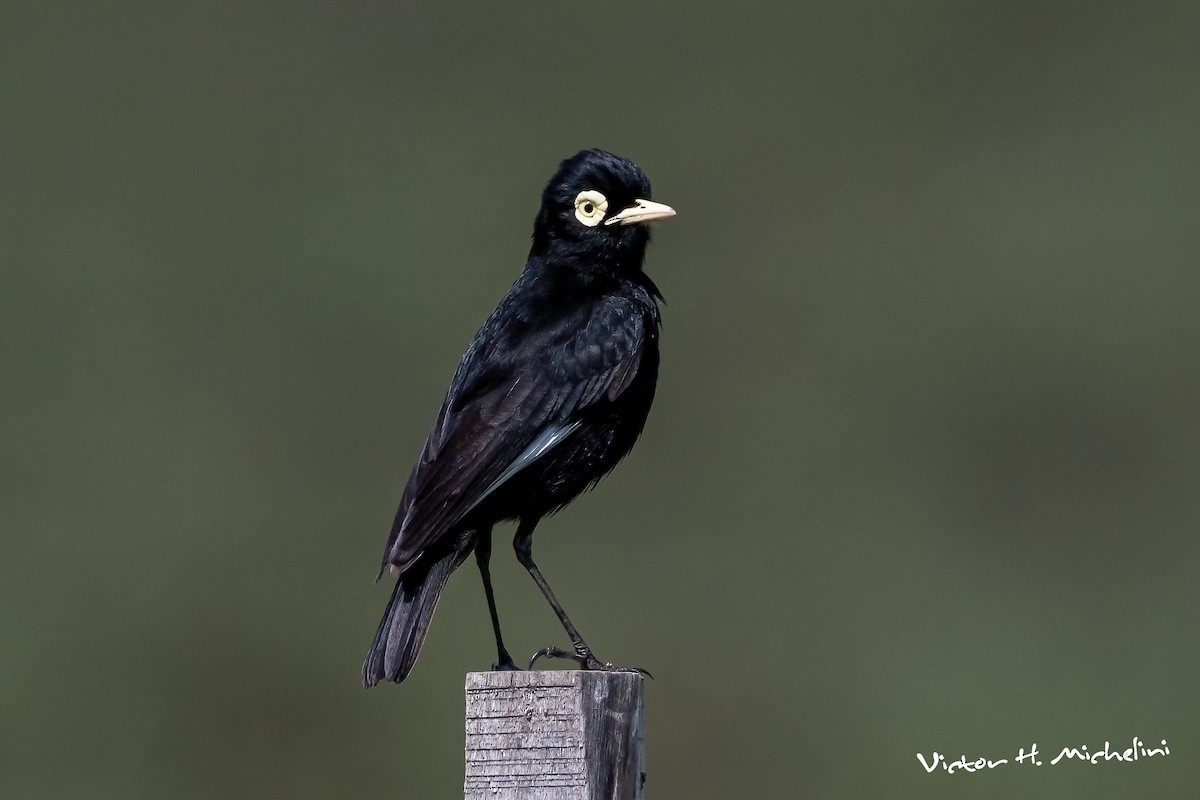 Spectacled Tyrant - ML645443489