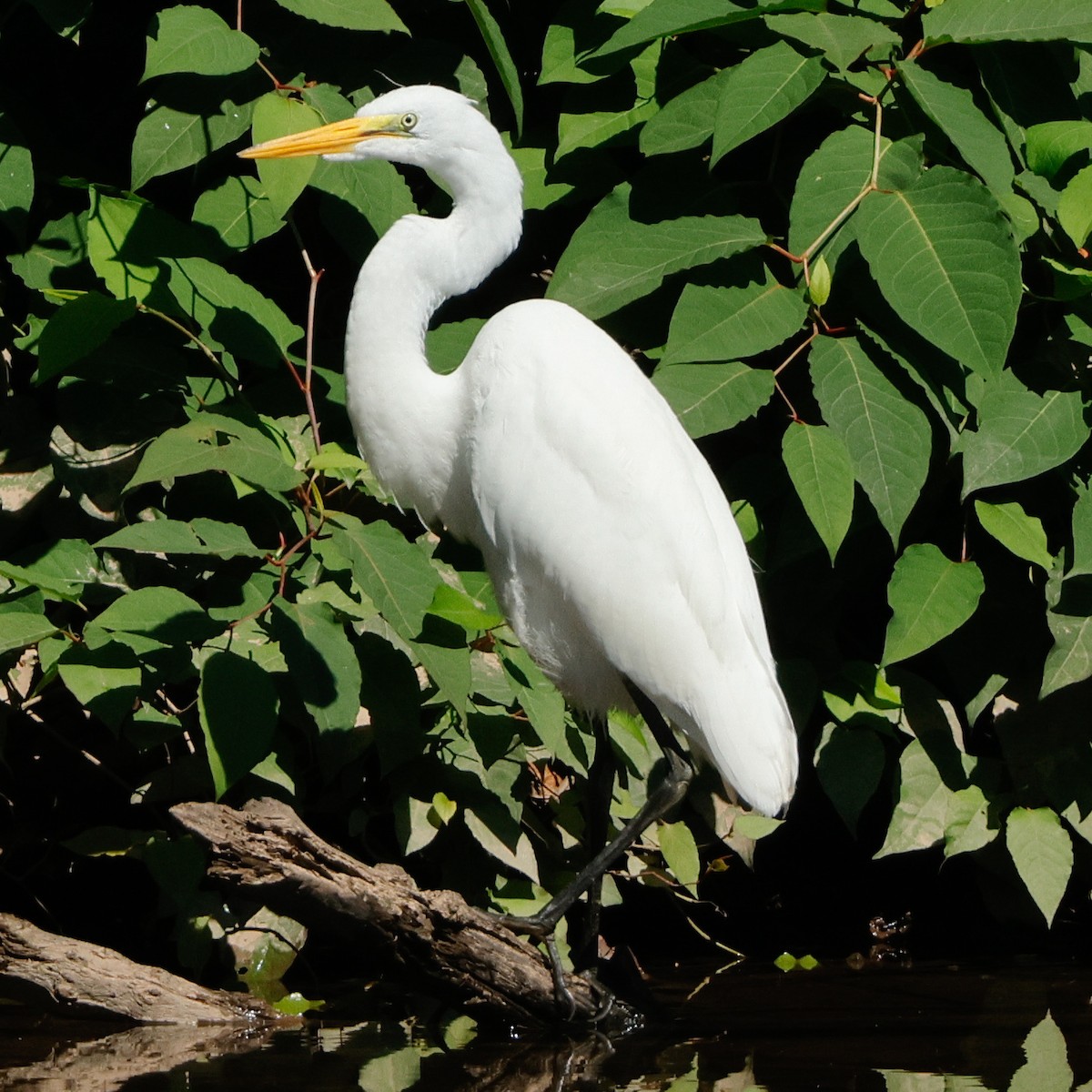 Great Egret - ML645443500