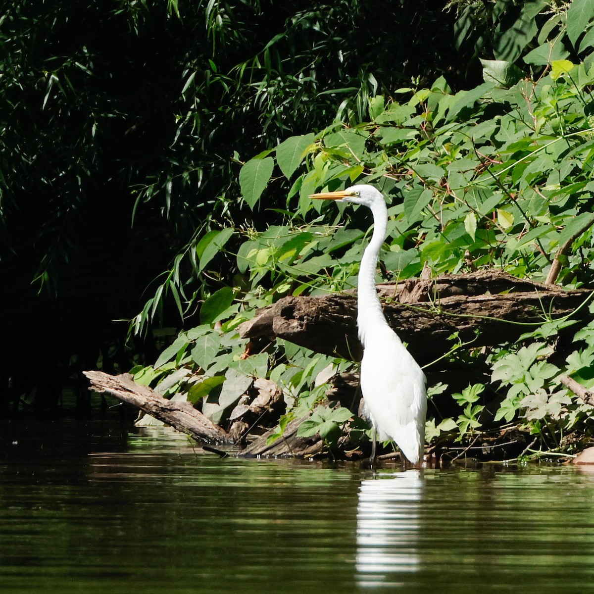 Great Egret - ML645443501