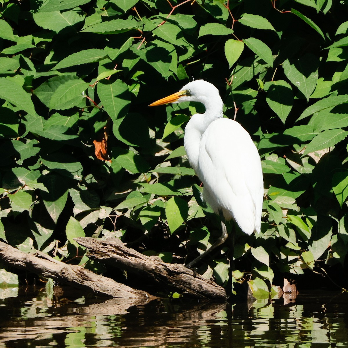 Great Egret - ML645443502