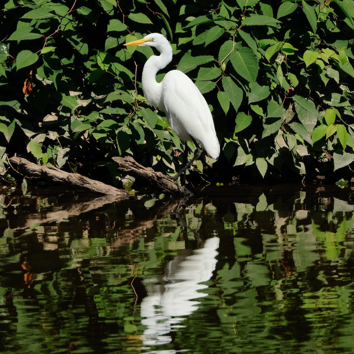 Great Egret - ML645443503