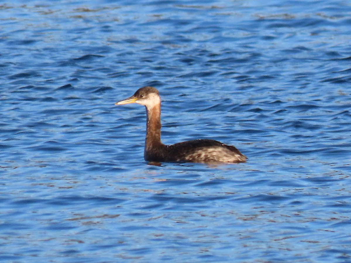 Red-necked Grebe - ML645443524