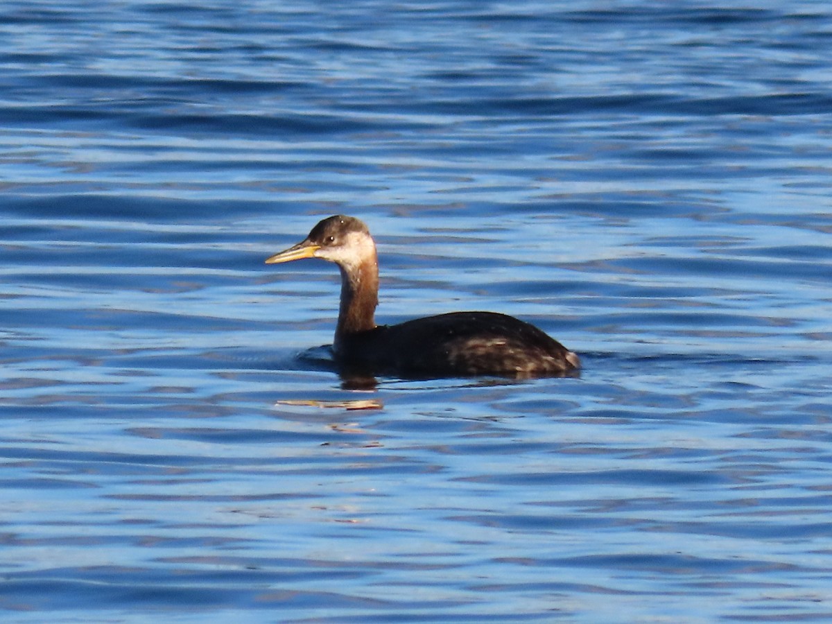 Red-necked Grebe - ML645443527