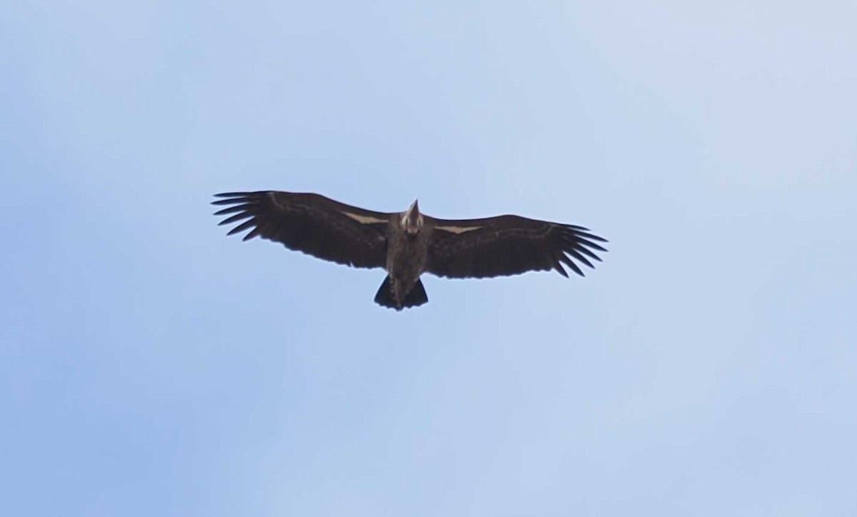 sup krahujový - ML645443539