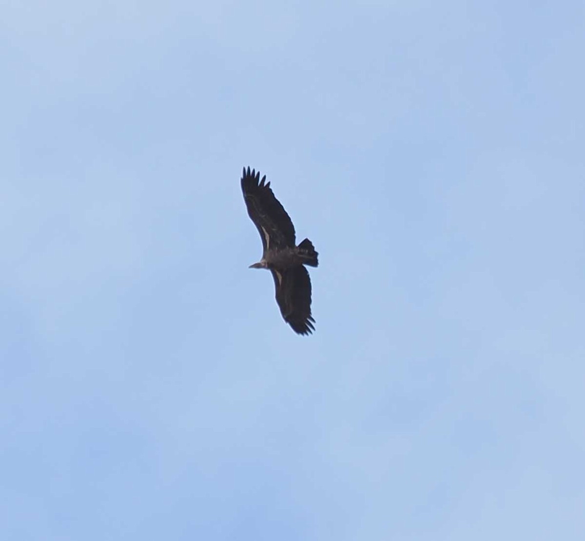 sup krahujový - ML645443541