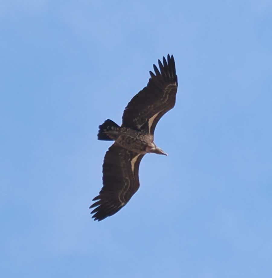 sup krahujový - ML645443542