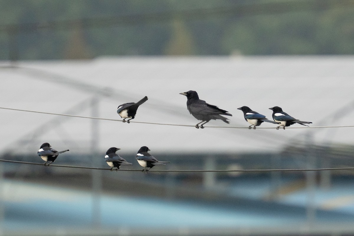 Ekin Kargası - ML645443547