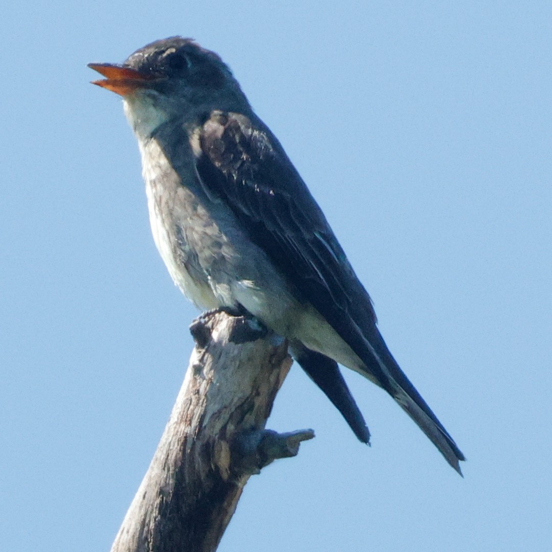 tyranovec severský - ML645443567