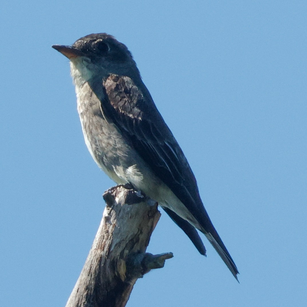 tyranovec severský - ML645443568