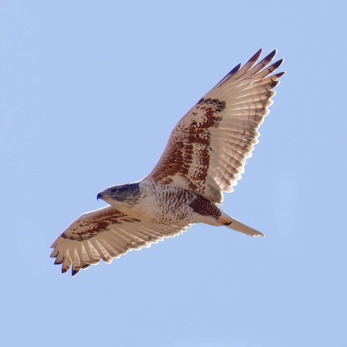 Ferruginous Hawk - ML645443592
