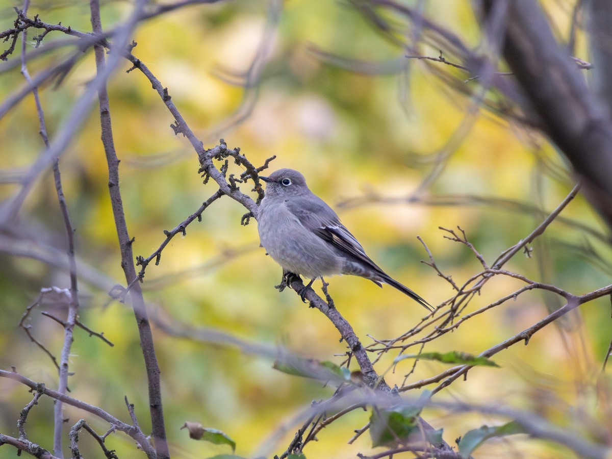 Townsend's Solitaire - ML645443602