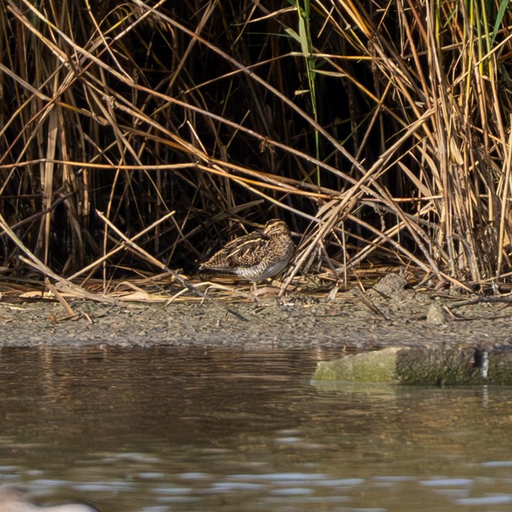 Common Snipe - ML645443635