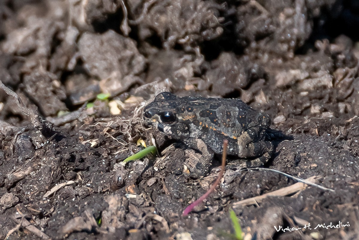 Animals - ML645443640