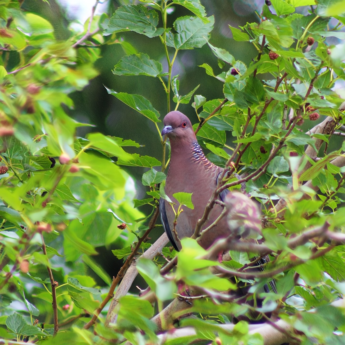Pikazuro Güvercini - ML645443646