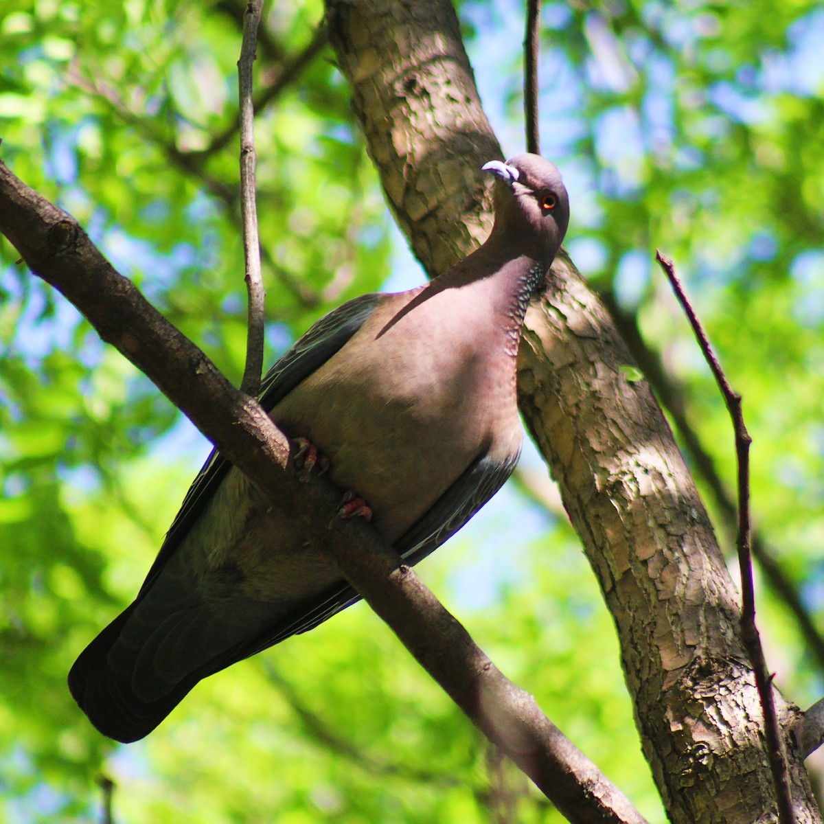 Pikazuro Güvercini - ML645443647