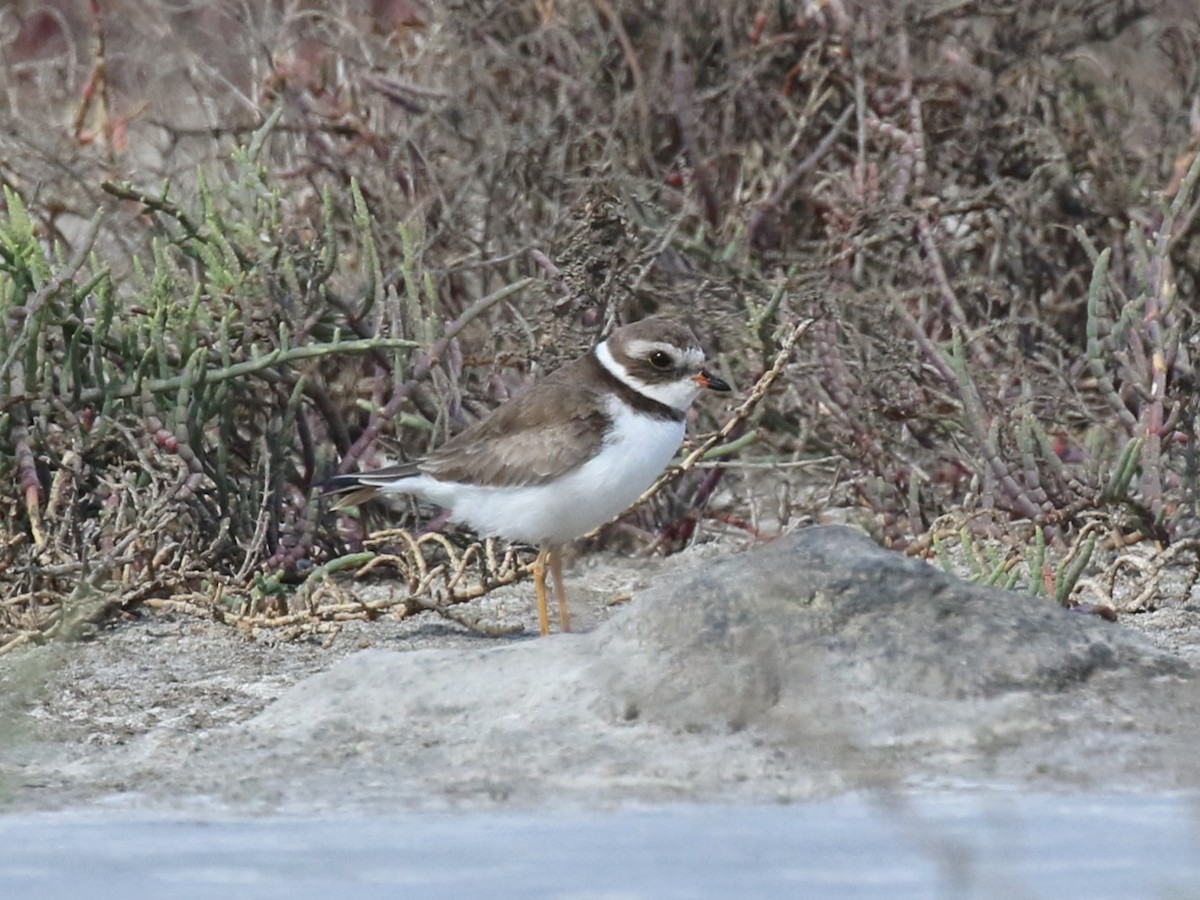 Semipalmated Plover - ML645443669