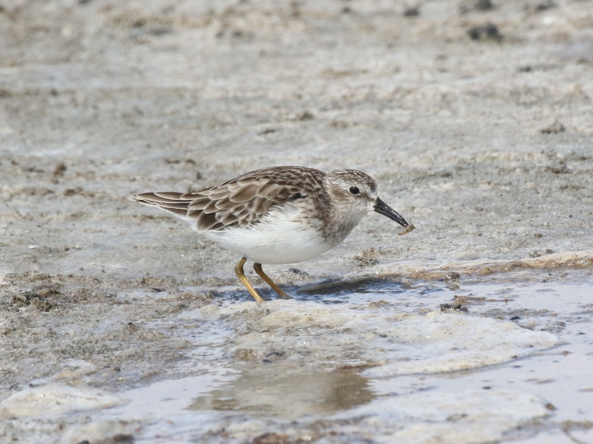 Least Sandpiper - ML645443673