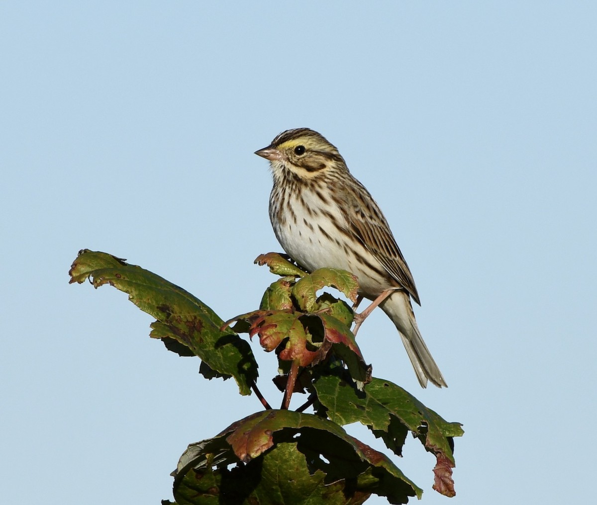 Пасовник савановий [група sandwichensis] - ML645443677