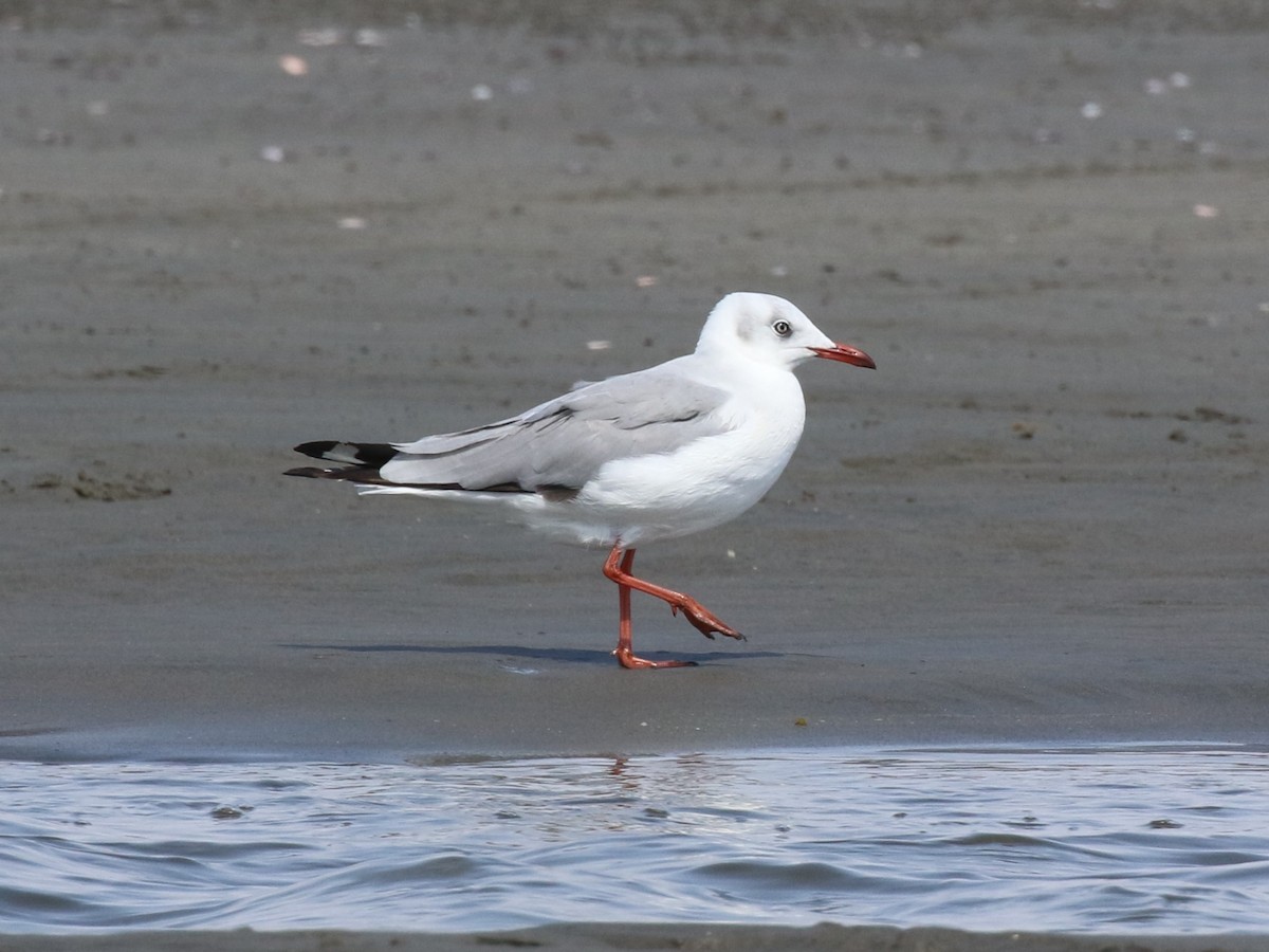 Gray-hooded Gull - ML645443681