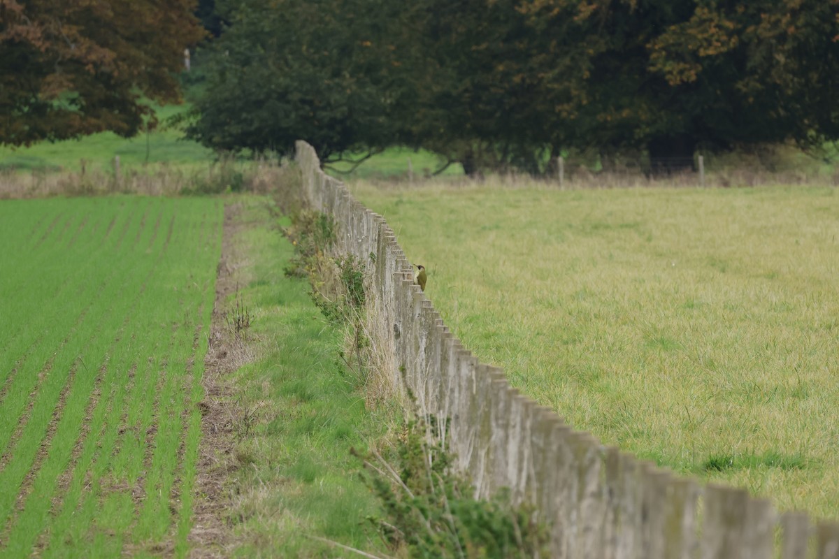 žluna zelená - ML645443684