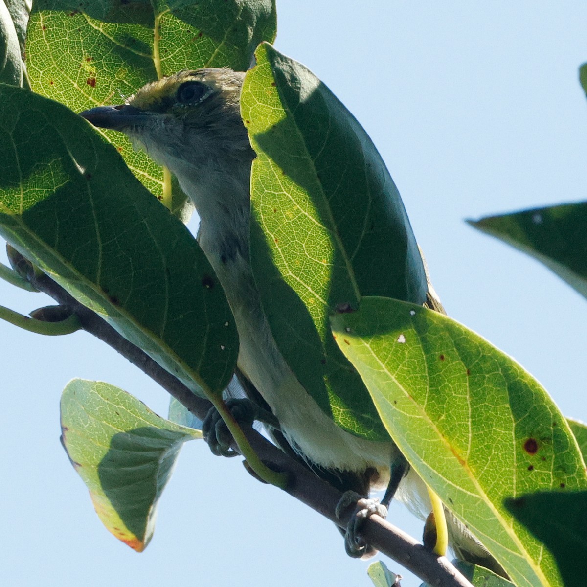White-eyed Vireo - ML645443688