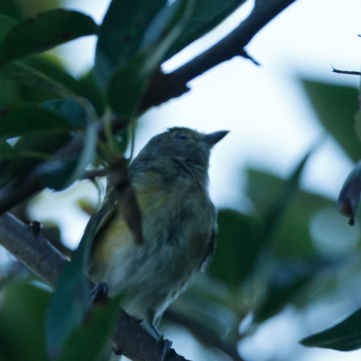 White-eyed Vireo - ML645443689