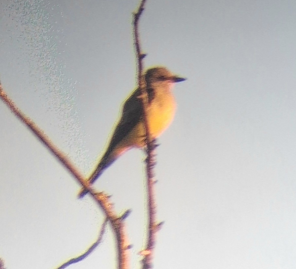 Western Kingbird - ML645443704