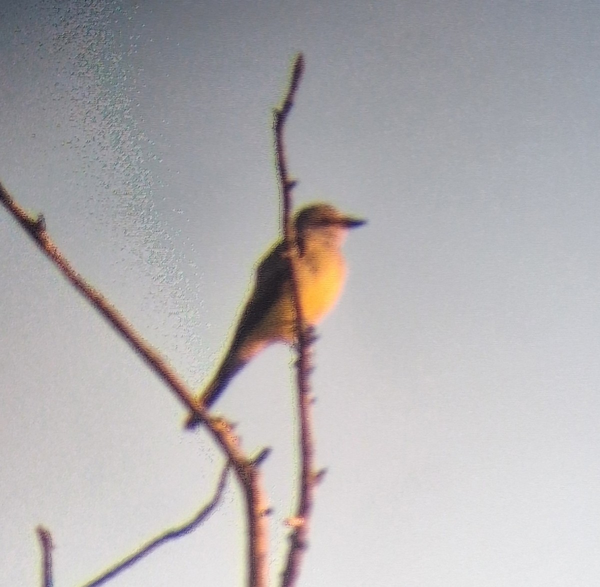 Western Kingbird - ML645443706