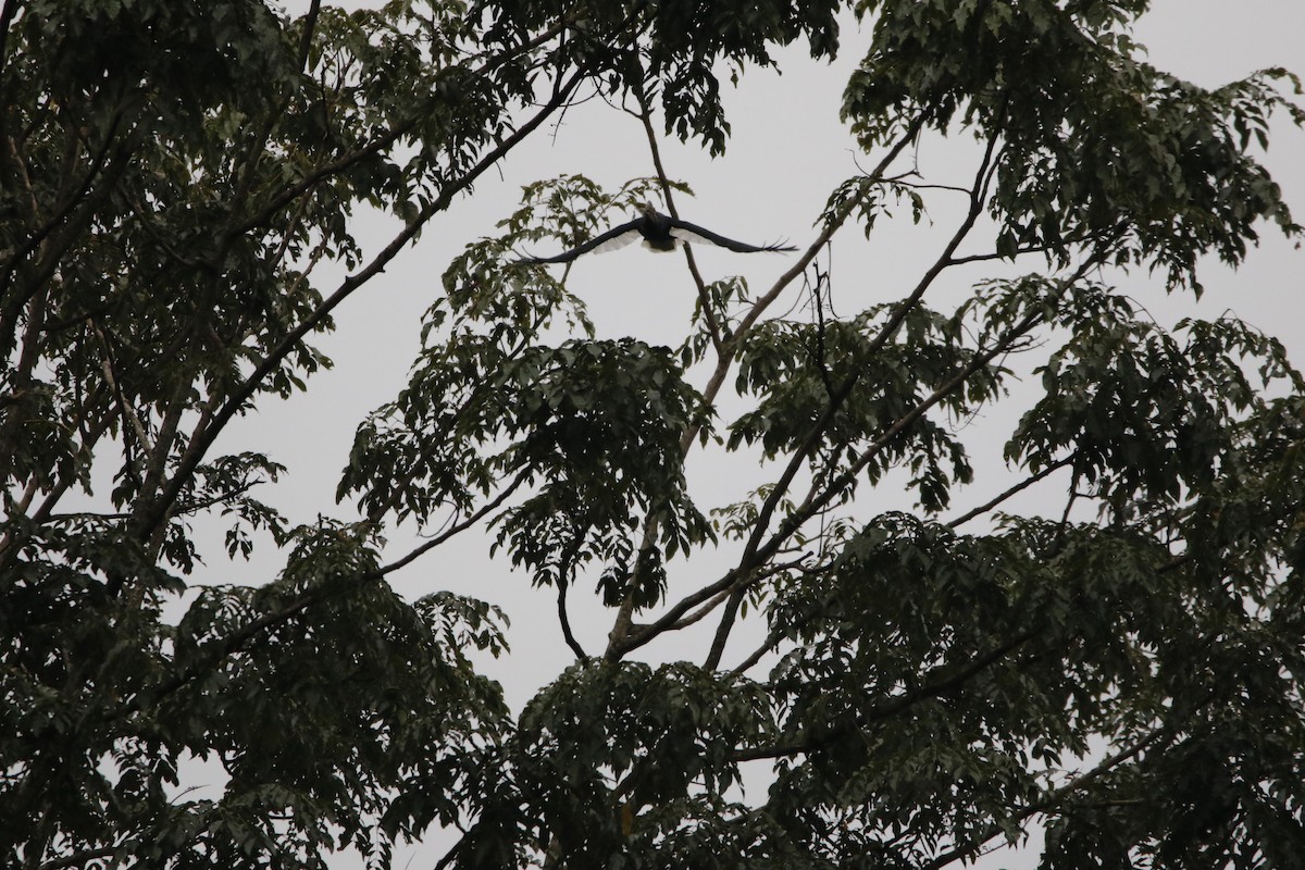 Kır Yanaklı Boynuzgaga - ML645443708