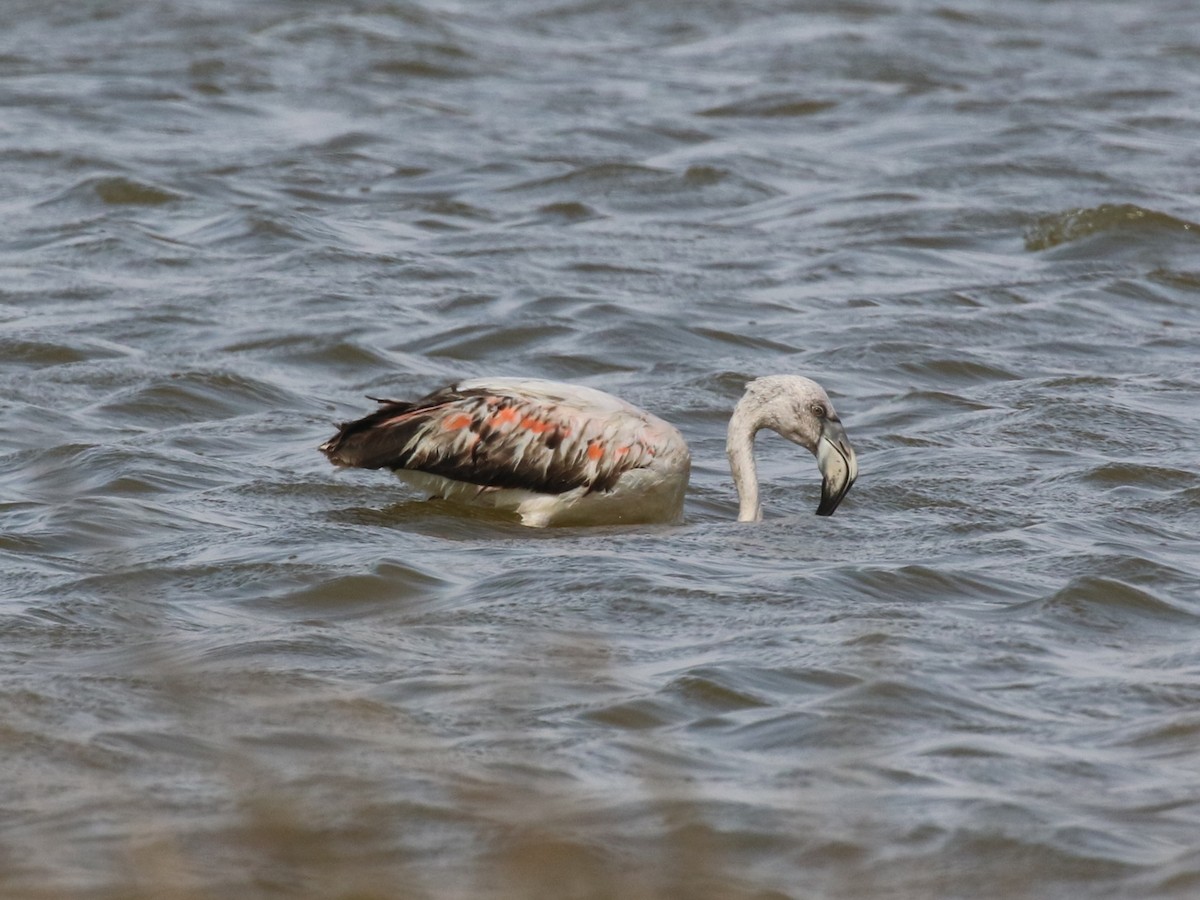 Chilean Flamingo - ML645443717