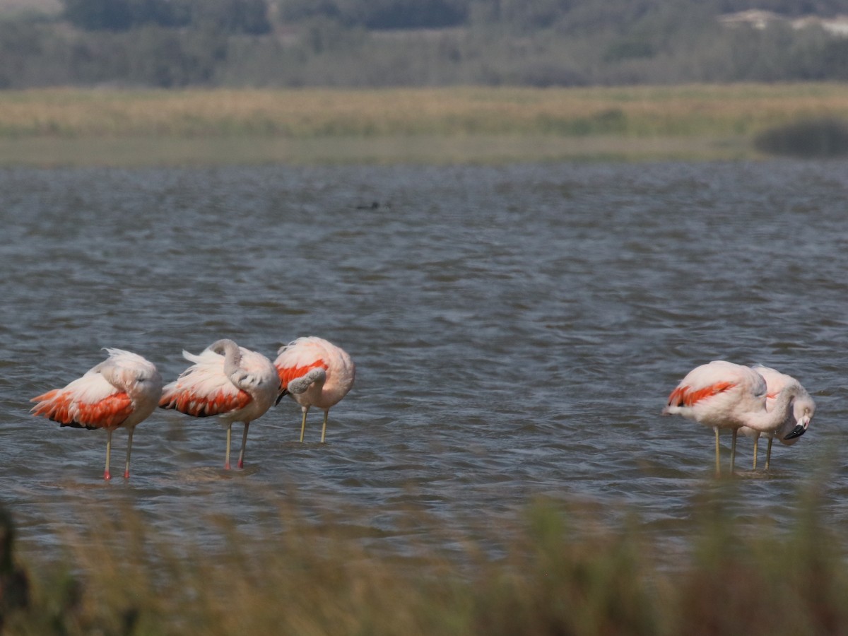 Chilean Flamingo - ML645443718