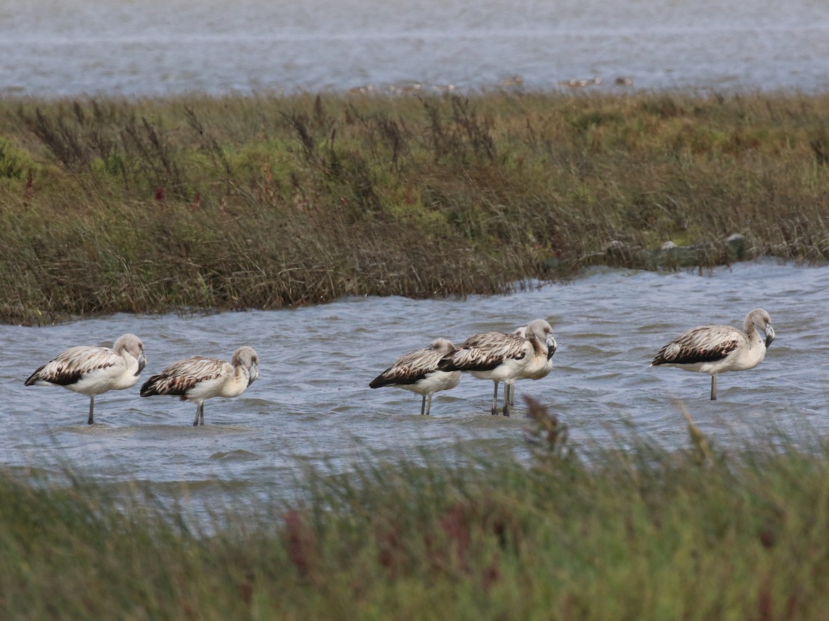 Chilean Flamingo - ML645443719