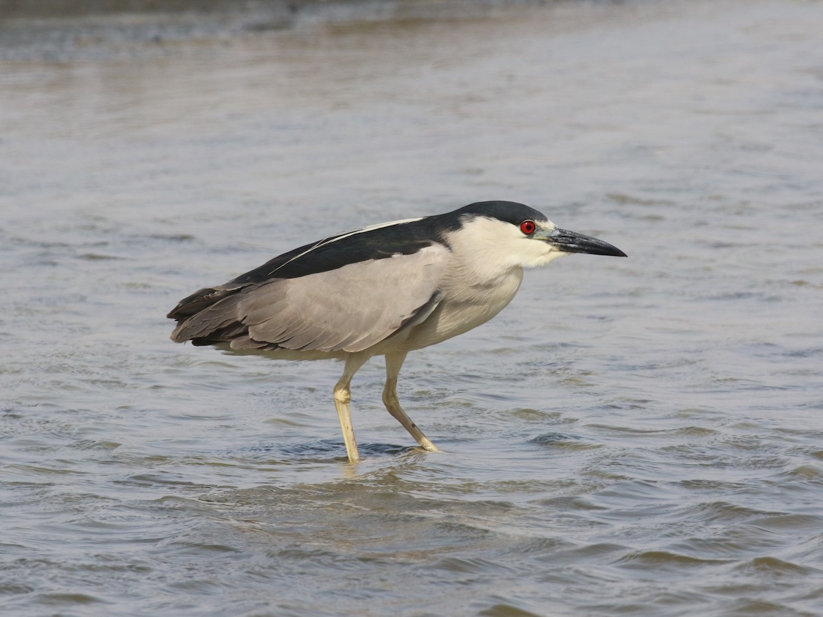 Black-crowned Night Heron - ML645443722