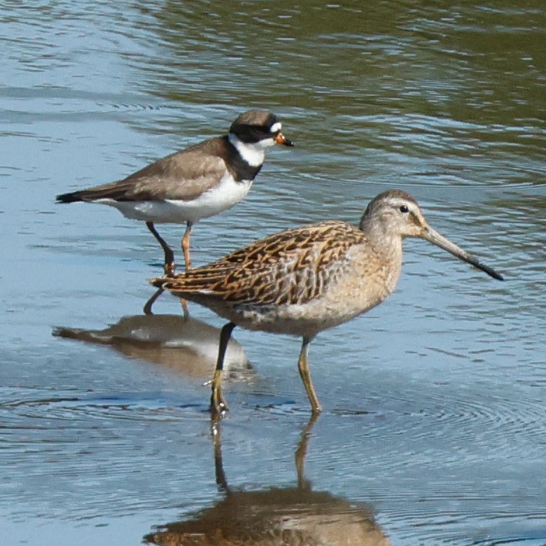 Semipalmated Plover - ML645443723