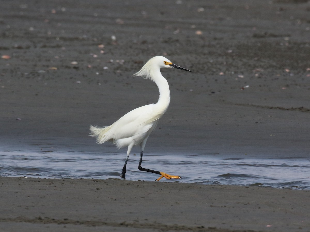 Snowy Egret - ML645443728