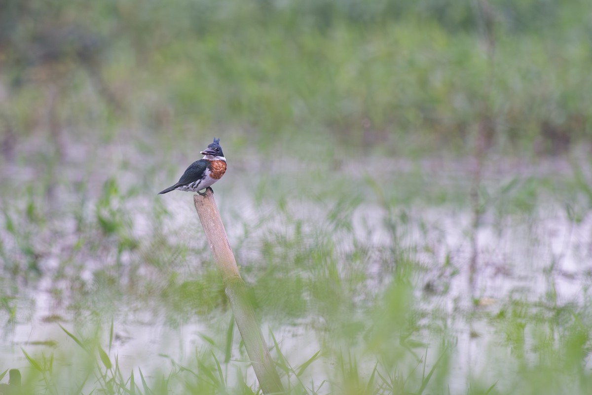 Amazon Kingfisher - ML645443730