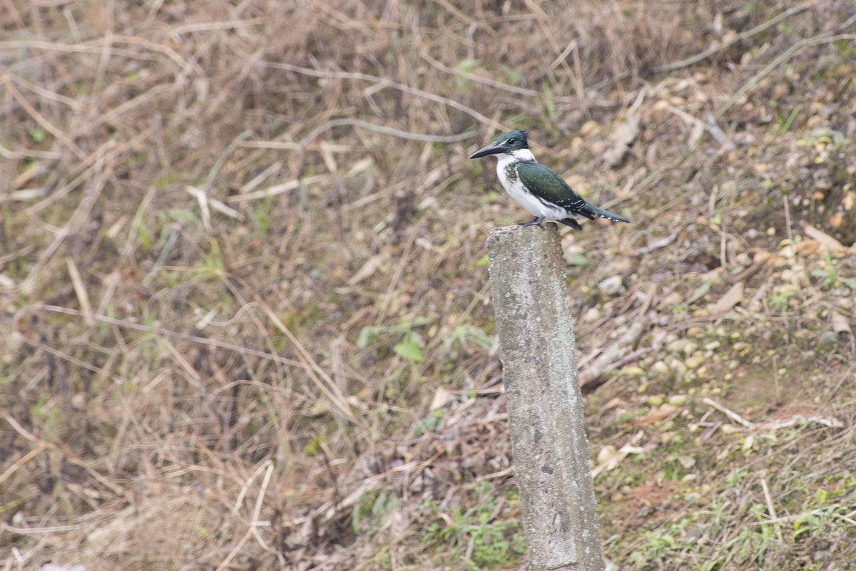 Amazon Kingfisher - ML645443731