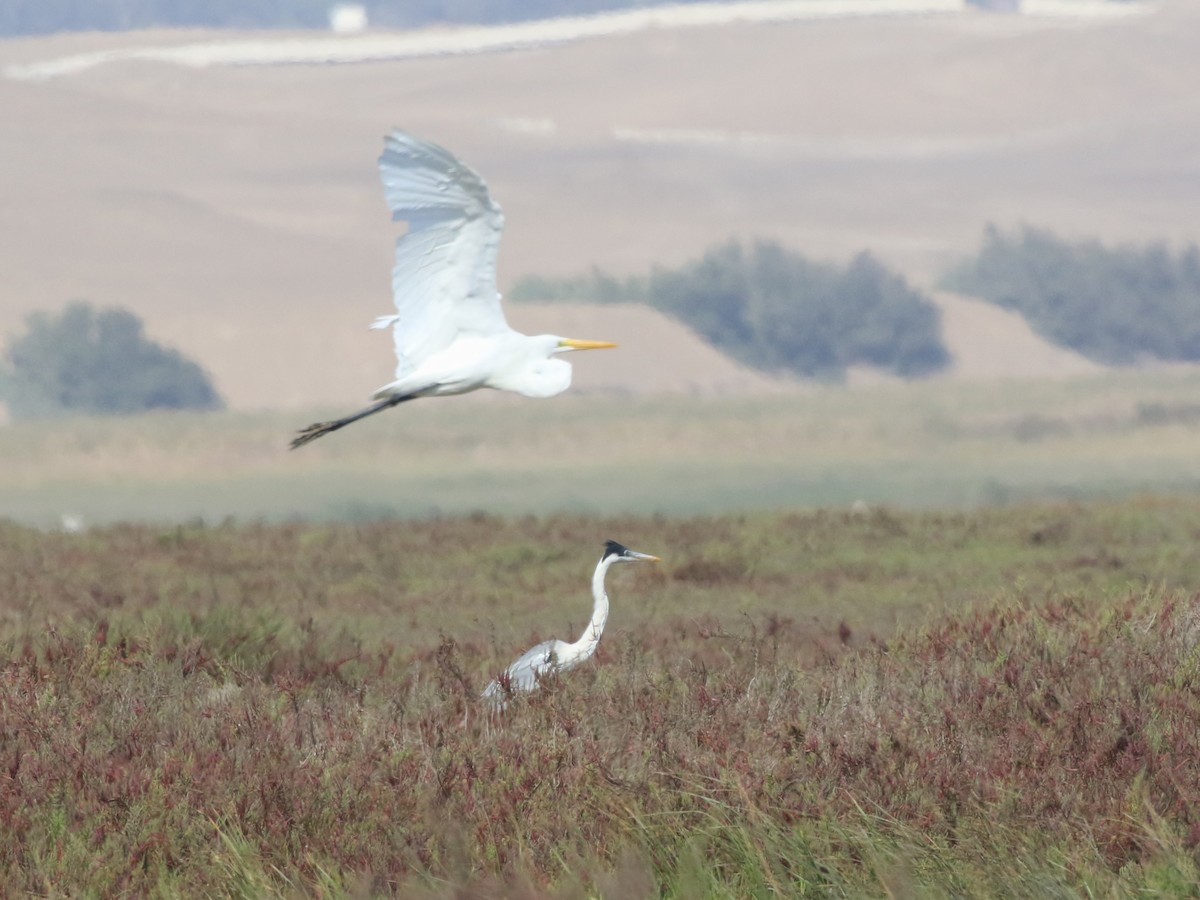 Cocoi Heron - ML645443732