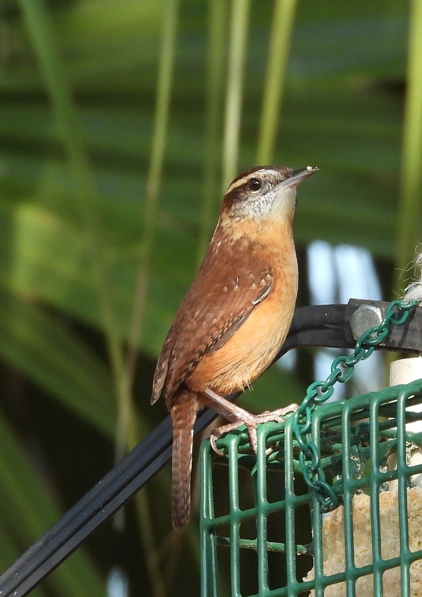 Carolina Wren - ML645443738