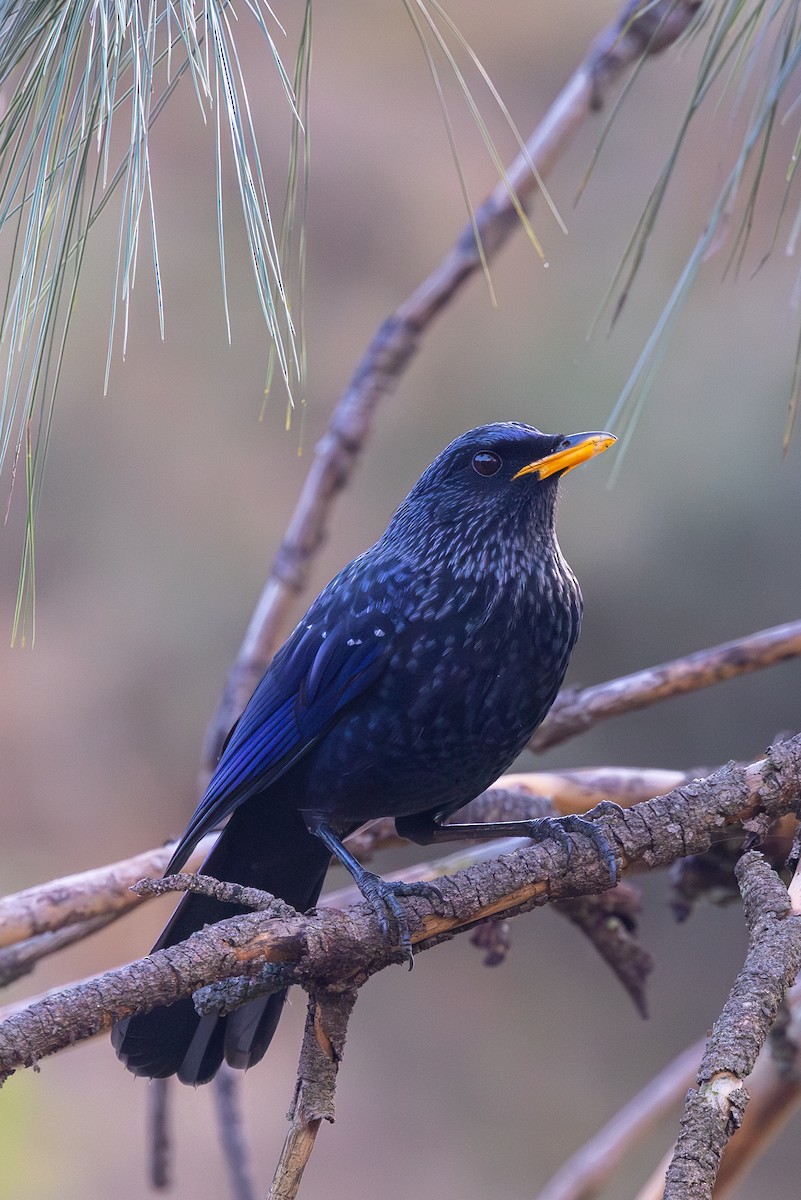 Blue Whistling-Thrush - ML645443741