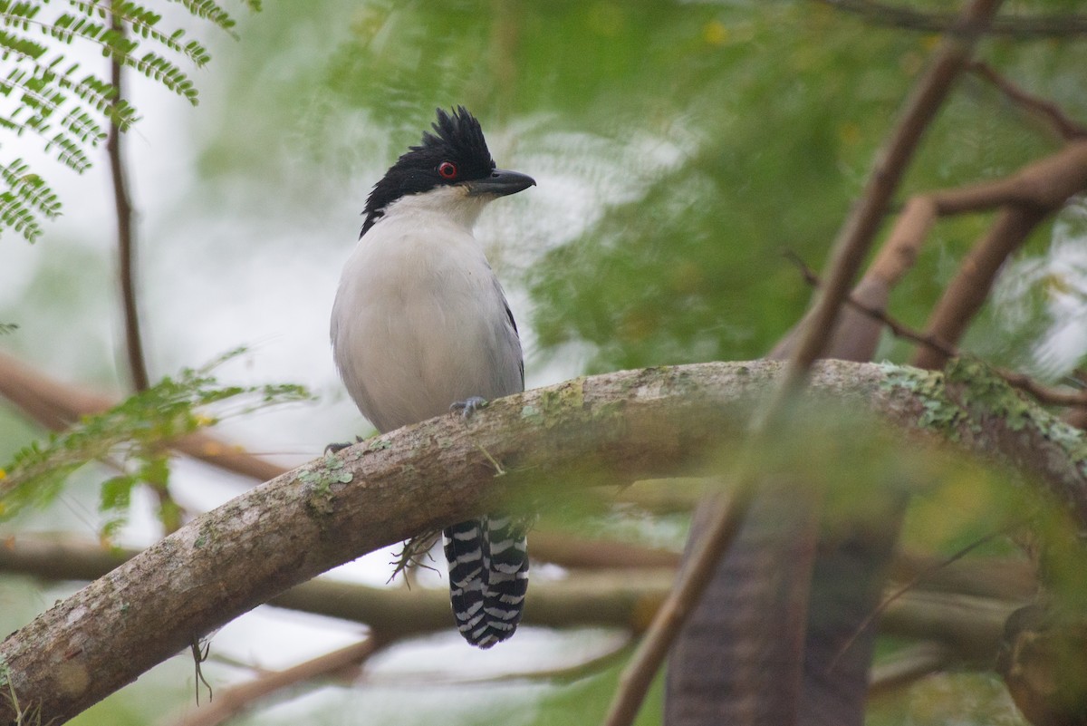 Great Antshrike - ML645443744