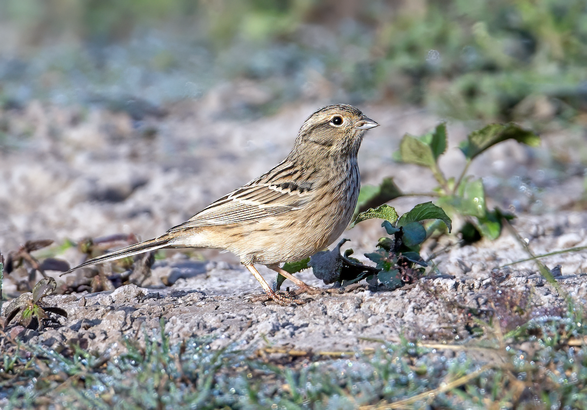 Rock Bunting - ML645443745