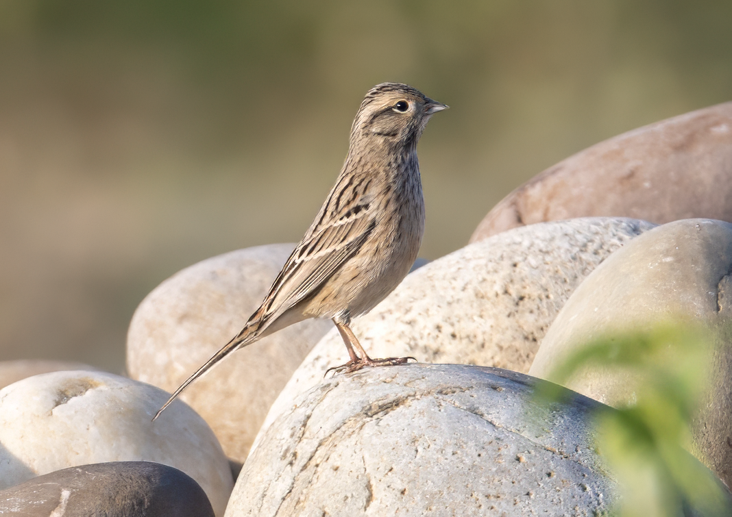 Rock Bunting - ML645443746