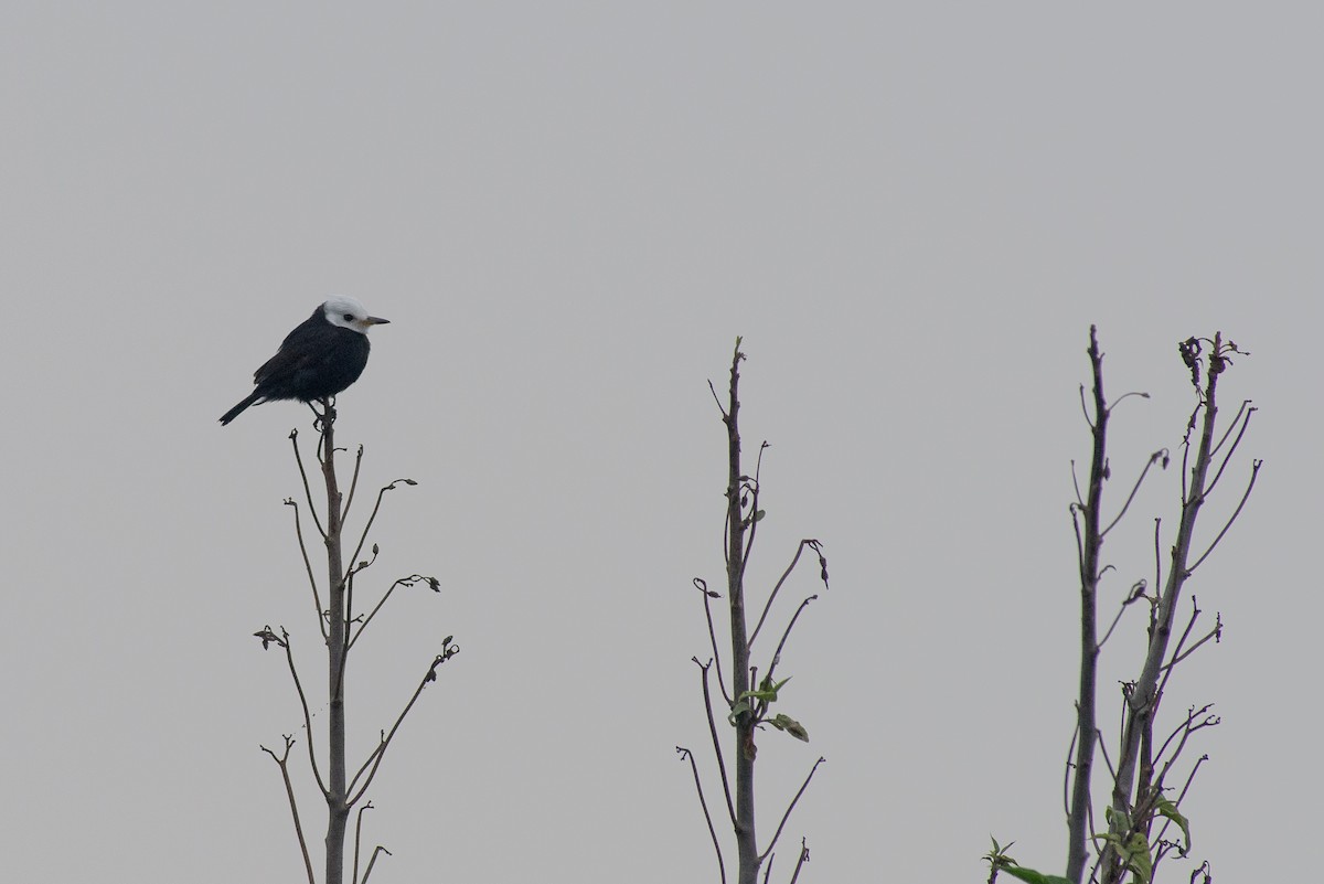 White-headed Marsh Tyrant - ML645443753