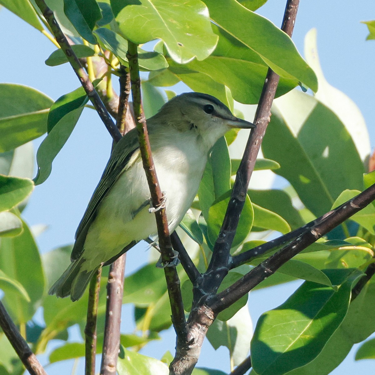 Красноглазый виреон - ML645443759