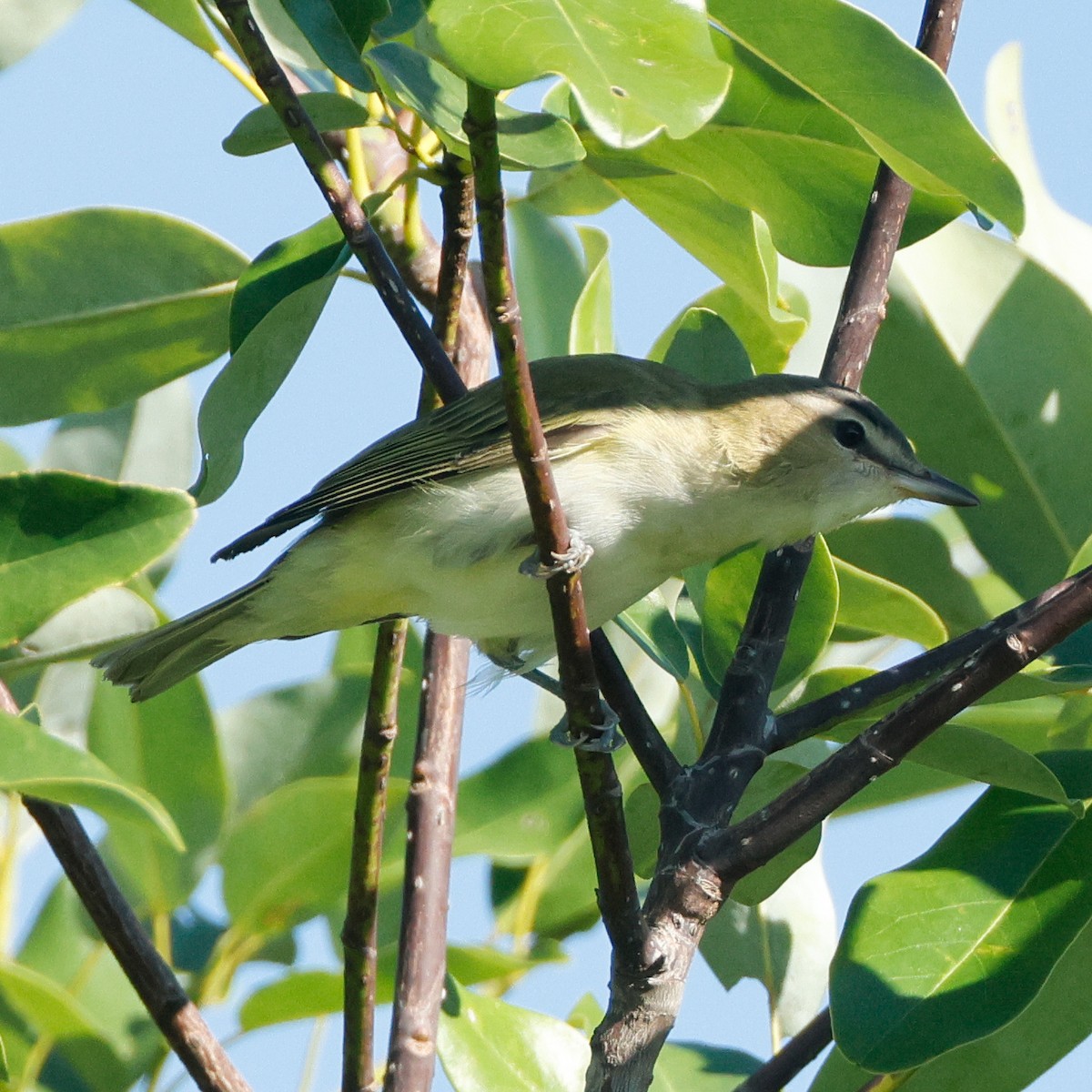 Красноглазый виреон - ML645443760