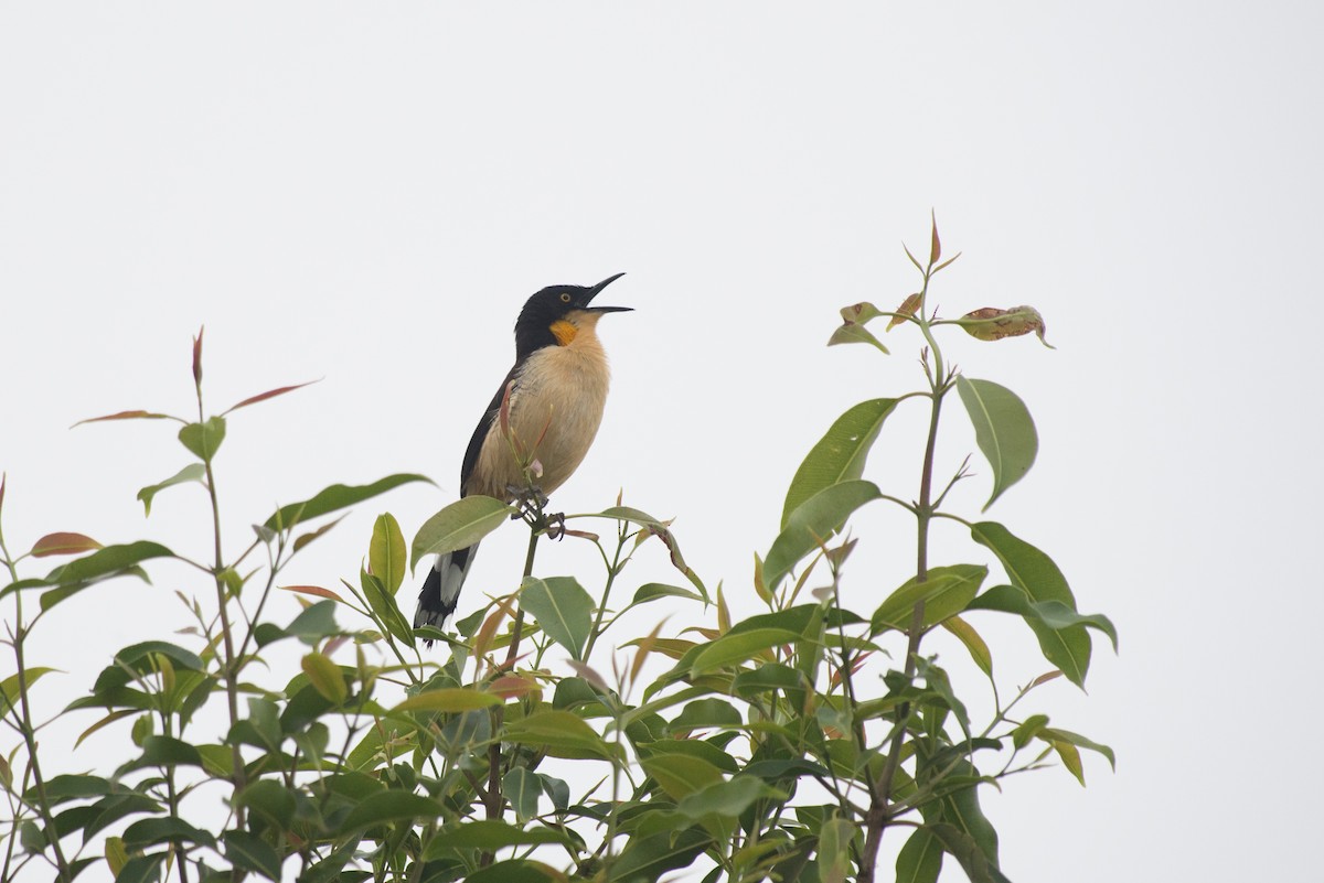 Black-capped Donacobius - ML645443763