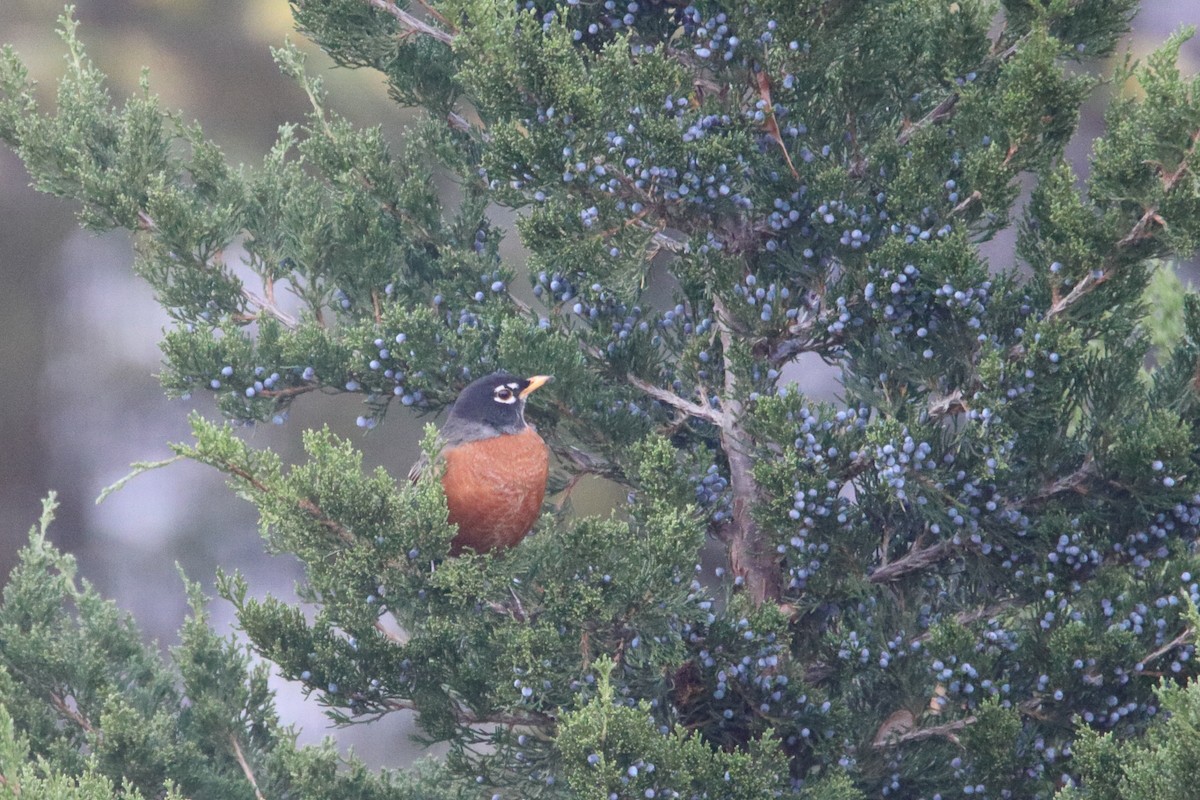 American Robin - ML645443764